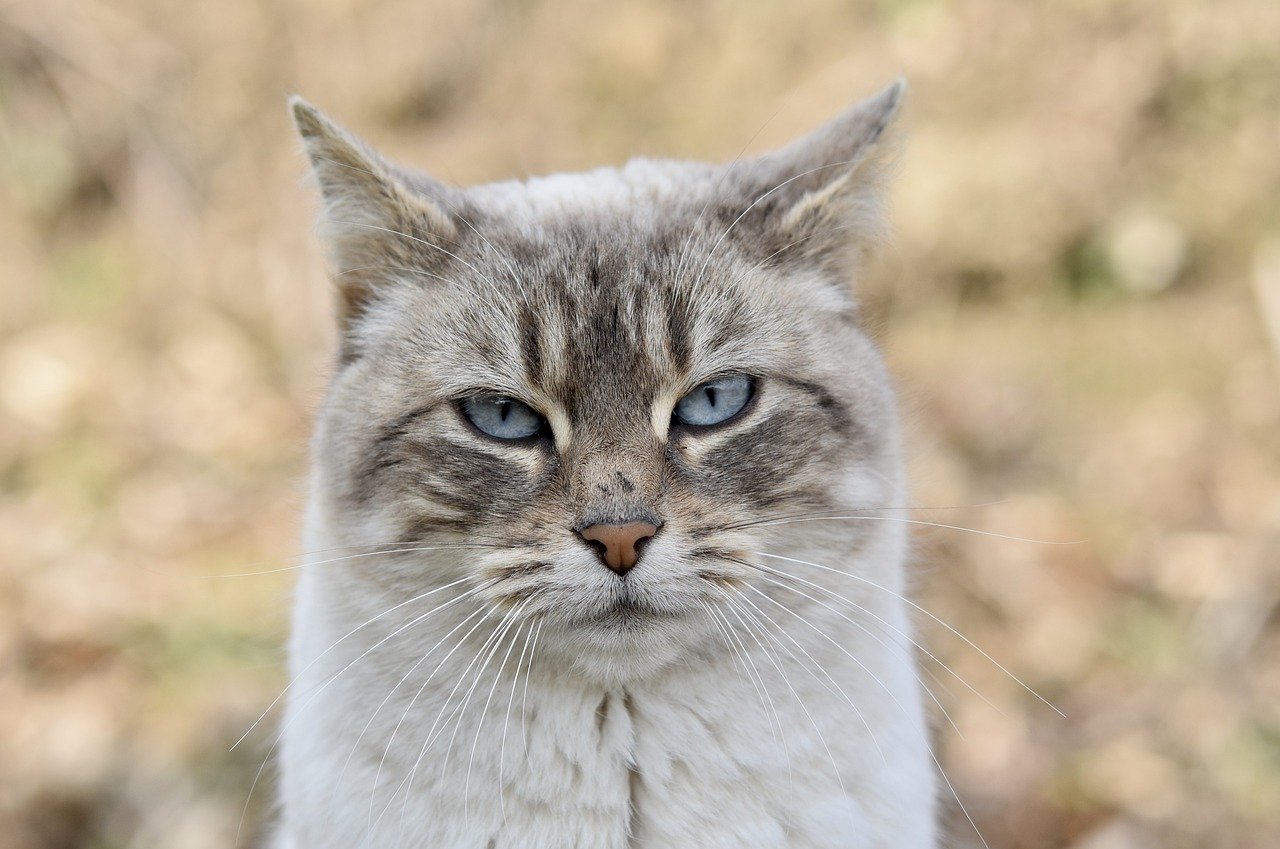 The Characteristics of the Siamese - Vocal and Loving